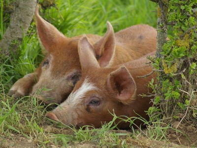 Duroc pig (breed)