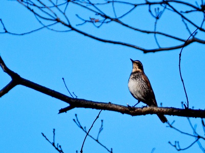 Dusky Thrush