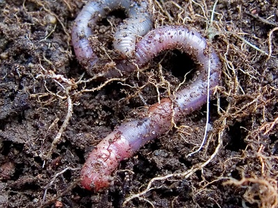 Earthworm