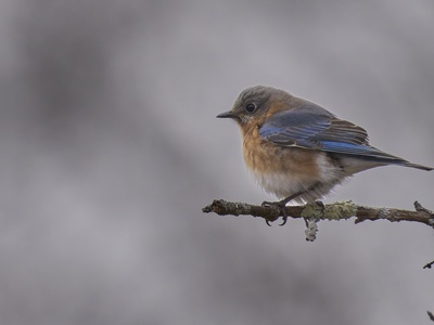 Eastern Bluebird