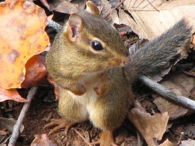 Eastern chipmunk