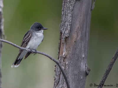 Eastern Kingbird