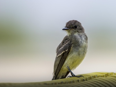 Eastern Phoebe