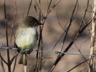 Eastern Phoebe