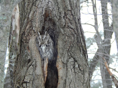 Eastern Screech-Owl