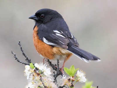 Eastern Towhee