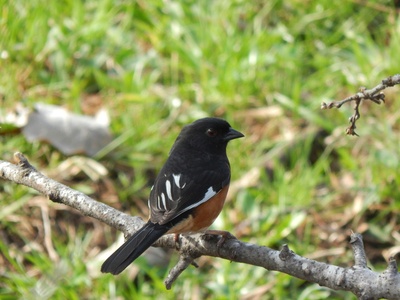 Eastern Towhee