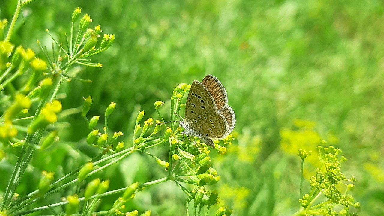 Network map showing mycorrhizal connections among plants and hotspots of parasite prevalence
