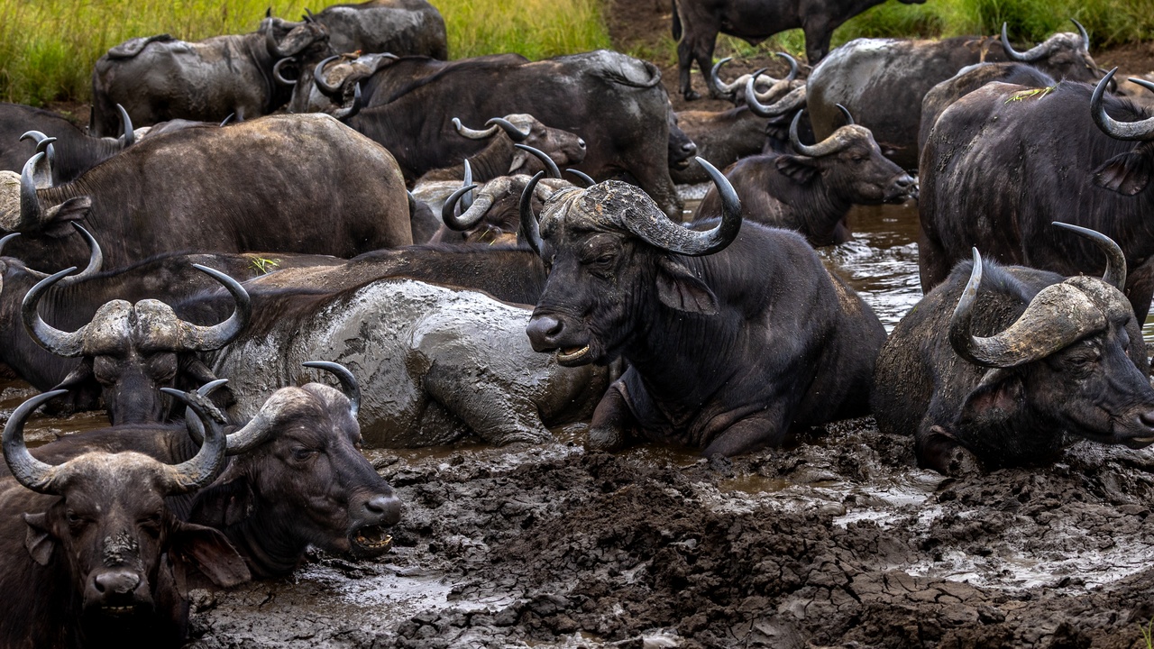Savanna landscape with acacia trees and diverse wildlife