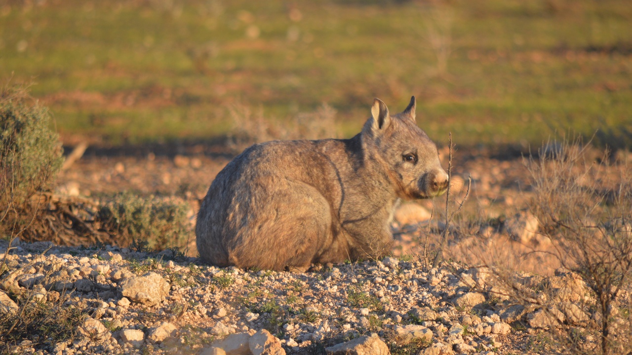 Wolves in Yellowstone with a landscape showing trophic interactions and biodiversity