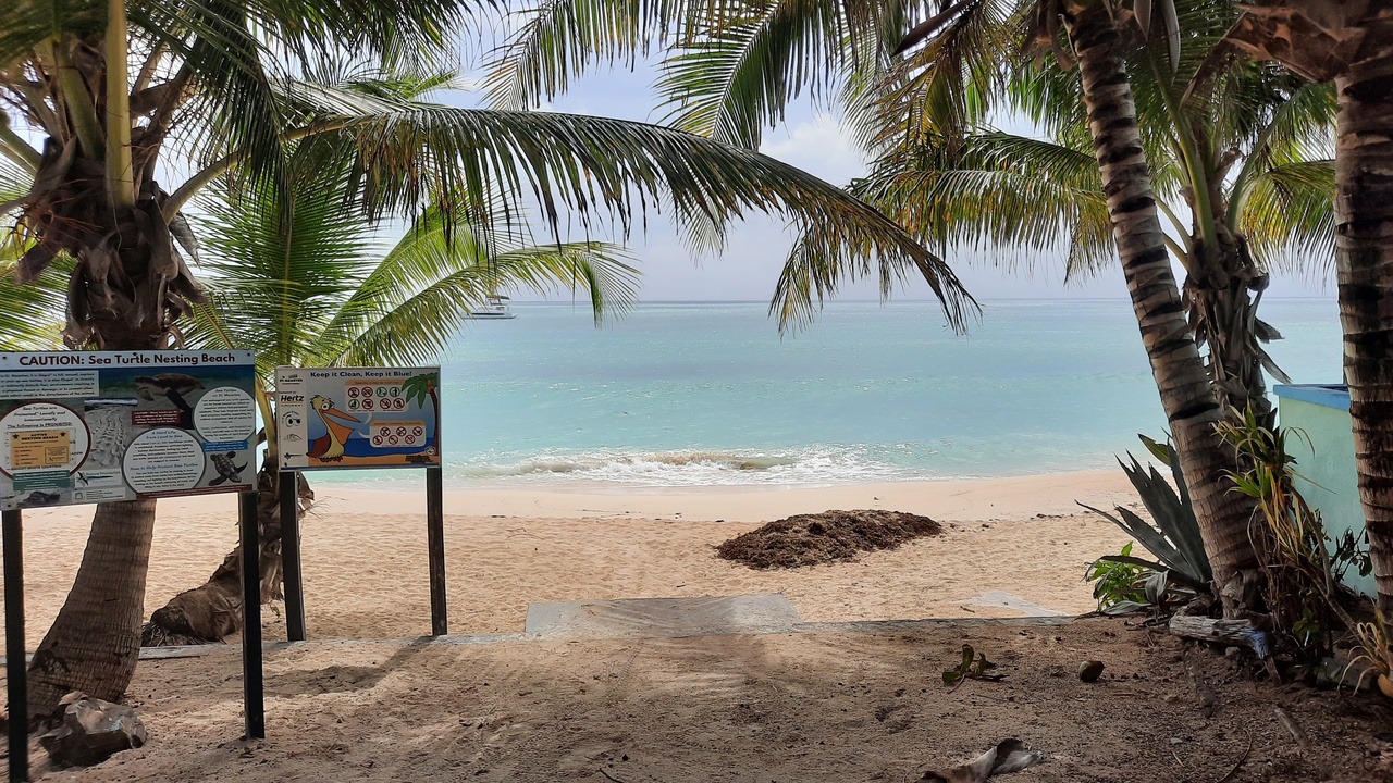 Sea turtle nesting on a beach with volunteers monitoring nests