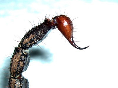 Emperor scorpion
