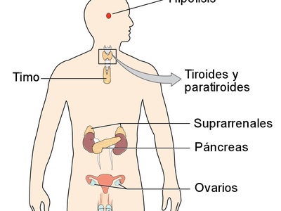 Endocrine