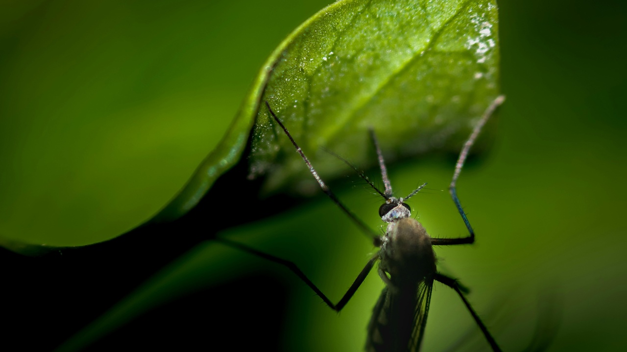 Gene drive research and ecological consequences in the wild