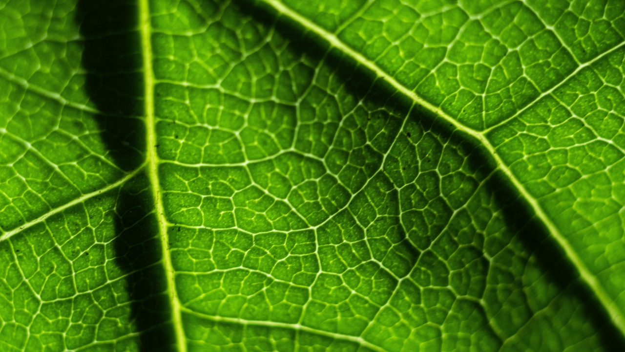 Photosynthesis and dissolved oxygen supporting aquatic life