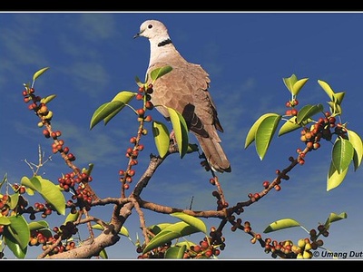 Eurasian-collared Dove