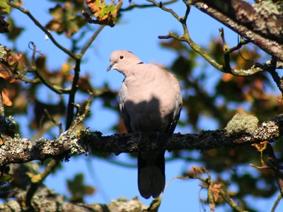 Eurasian Collared Dove