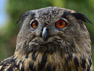 Eurasian Eagle-Owl