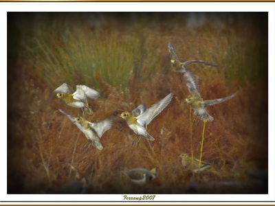 Eurasian Golden Plover