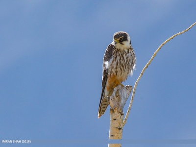 Eurasian hobby