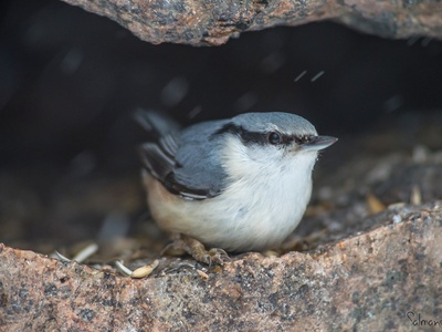 Eurasian Nuthatch