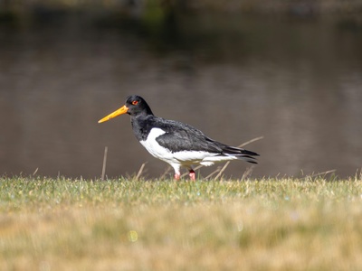 Eurasian Oystercatcher
