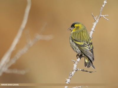 Eurasian Siskin