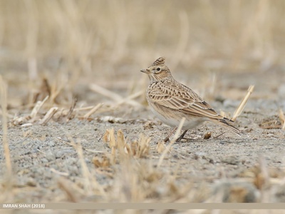 Eurasian Skylark