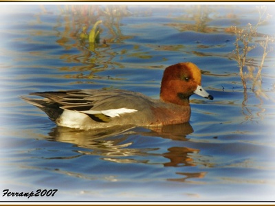 Eurasian Wigeon