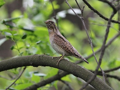 Eurasian Wryneck