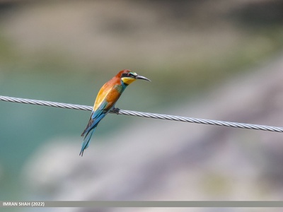 European bee‑eater