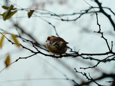 European Goldfinch