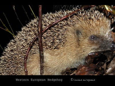 European hedgehog