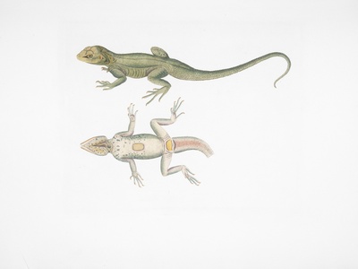 Evolutionary Biology