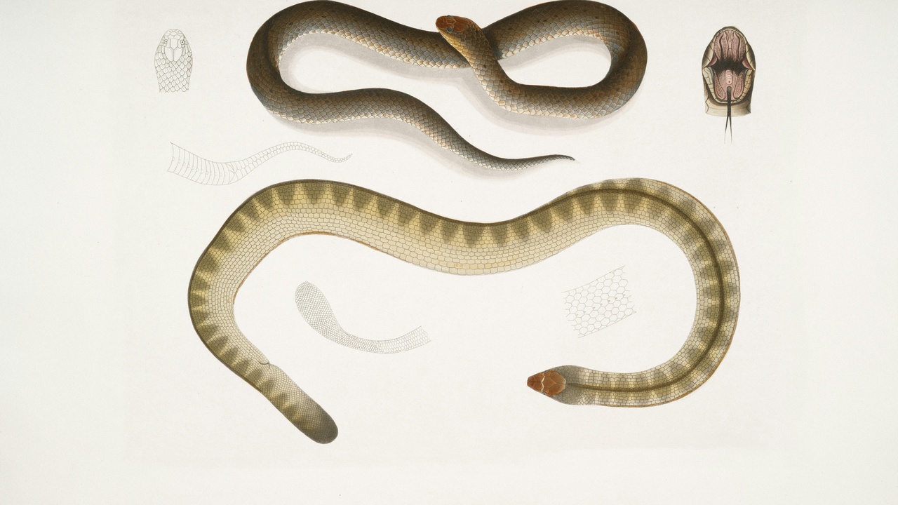 Illustration of coevolution: mutual adaptation versus host-parasite arms race