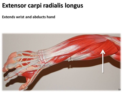 Extensor carpi radialis longus