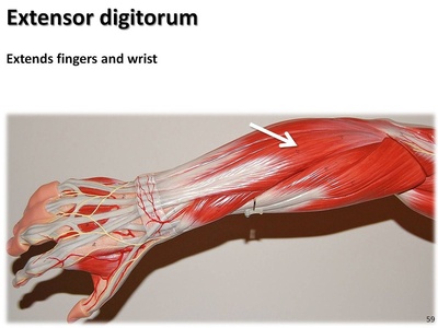 Extensor digitorum