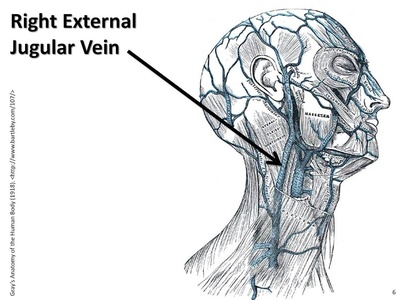 External jugular vein