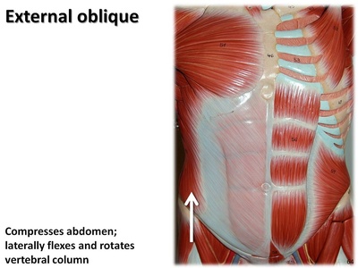External oblique