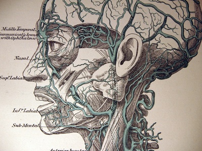 Facial artery