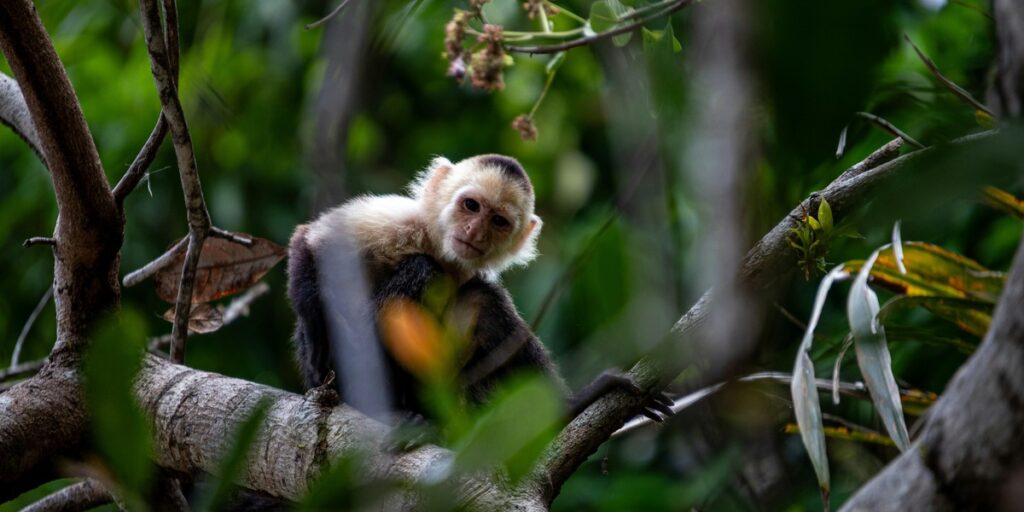 10 Myths and Misconceptions About Mammals - 33Science