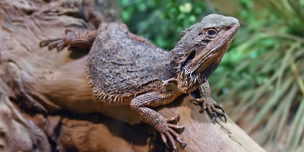 10 Myths and Misconceptions About Lizards - 33Science