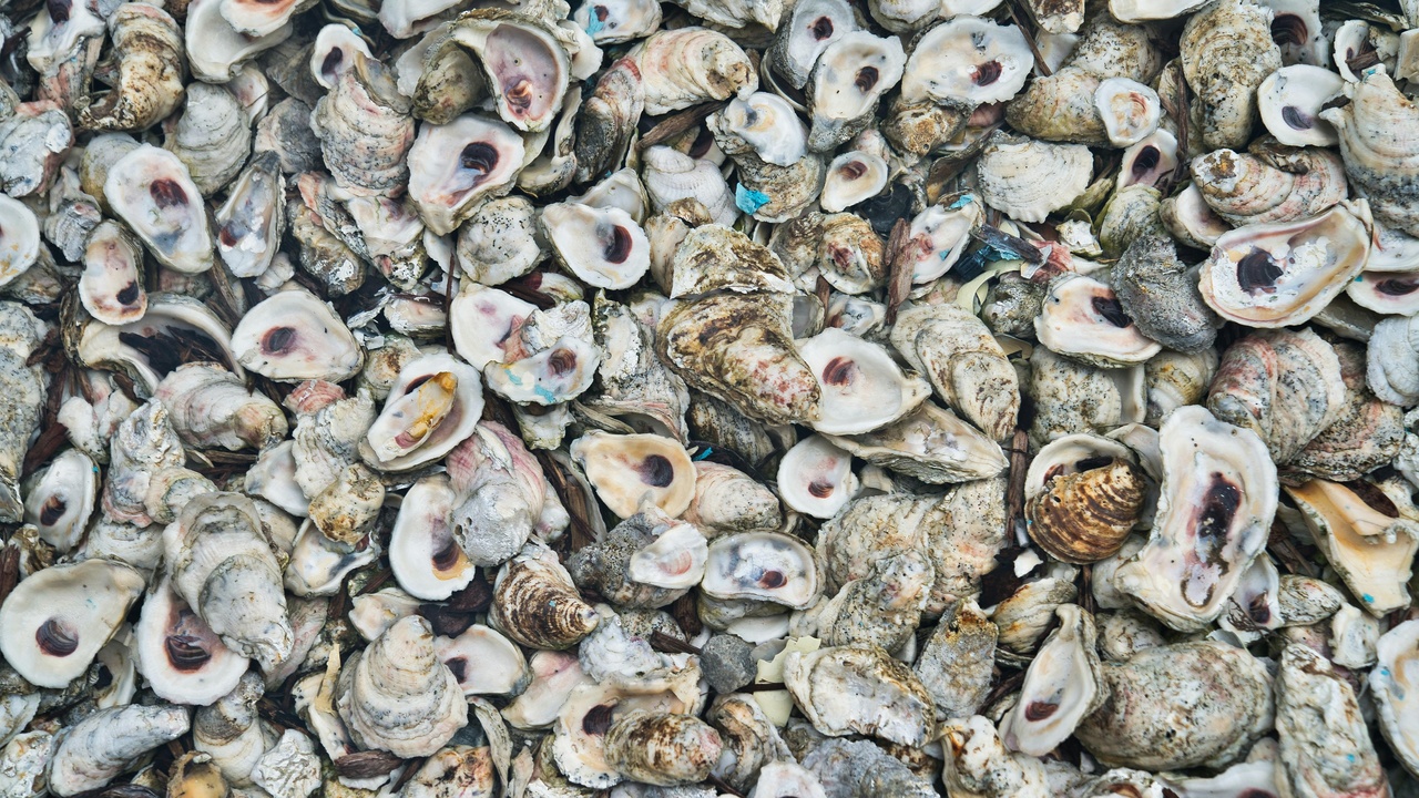 Pacific oyster (Crassostrea gigas) and a grazing sea urchin impacting kelp