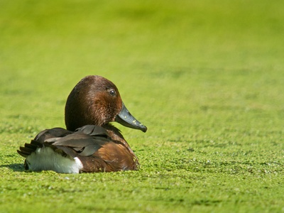 Ferruginous Duck