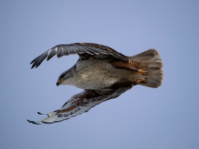 Ferruginous Hawk