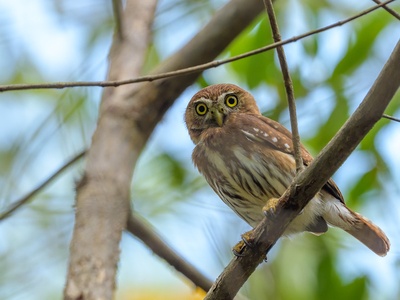 Ferruginous Pygmy-Owl