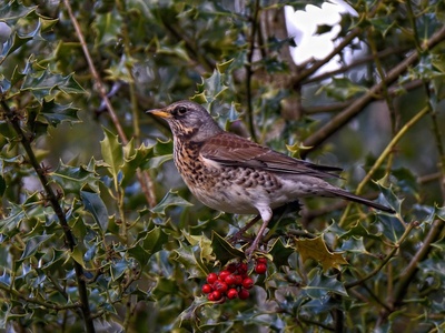 Fieldfare