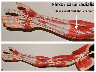 Flexor carpi radialis