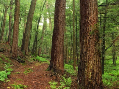 Forest timber (pine/hardwood)