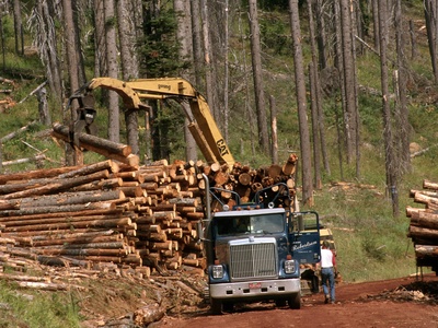 Forests / Timber